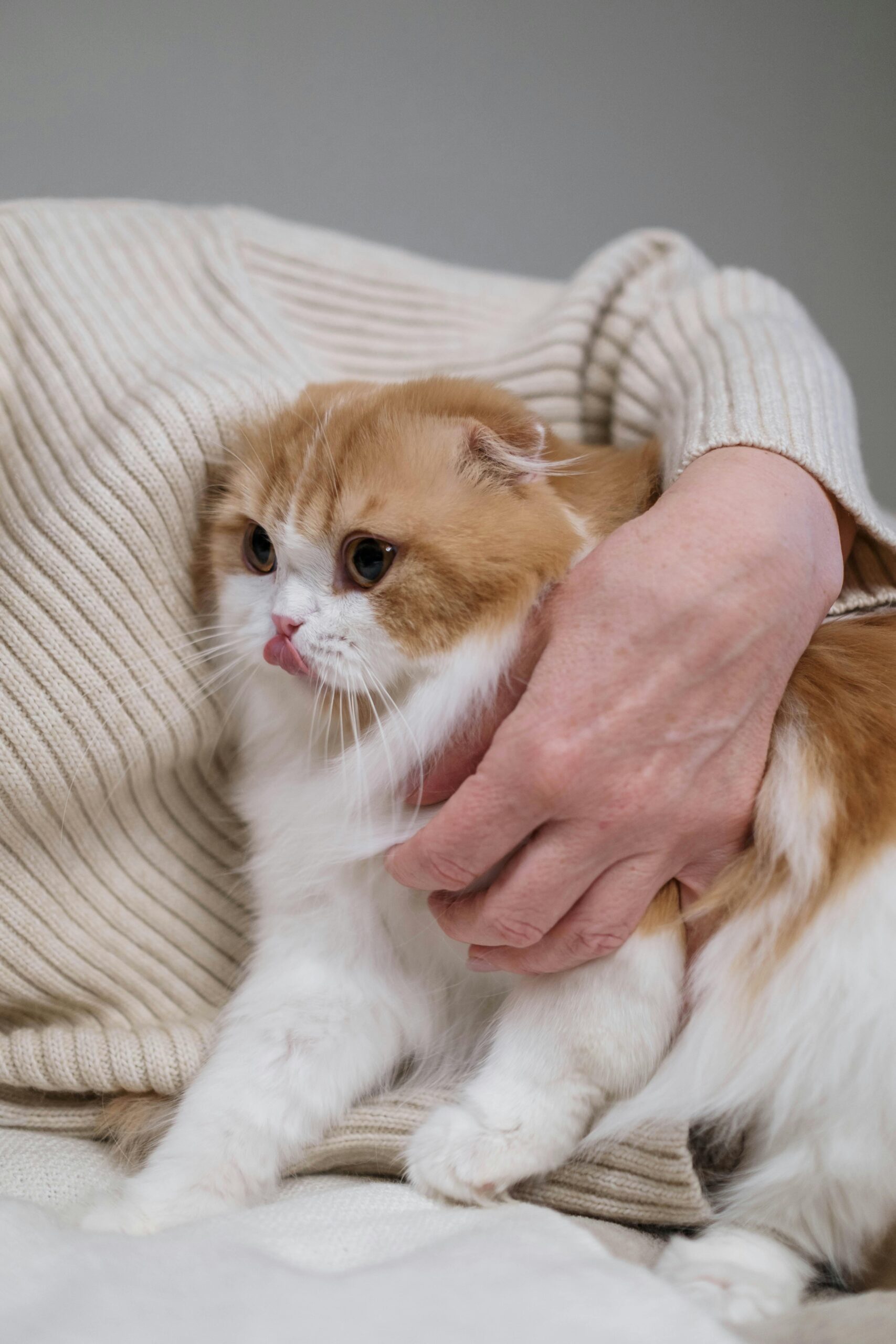 cat care